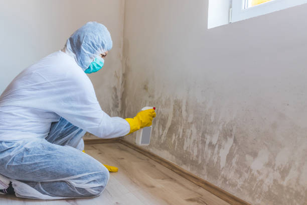 Licensed Mold Removal service in Exmore, VA - WQB Mold Removal